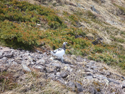 ライチョウ(3) — 高山環境で生き抰く生態戦略